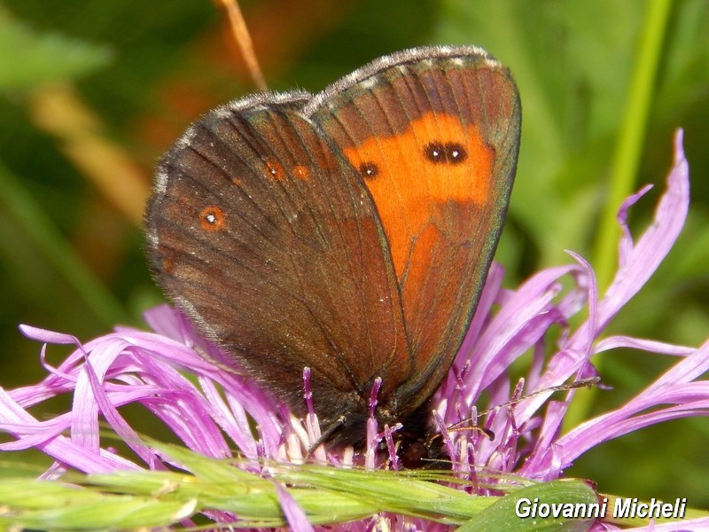 Erebia 3 da ID - Erebia euryale